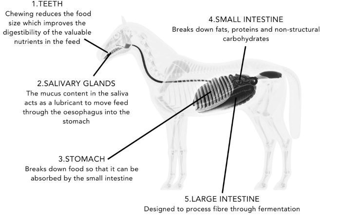 Diagram of horses digestive system 